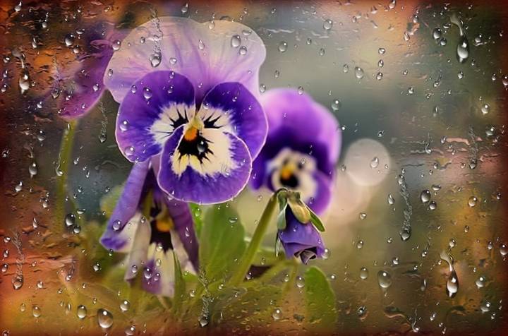 Цветочный мир