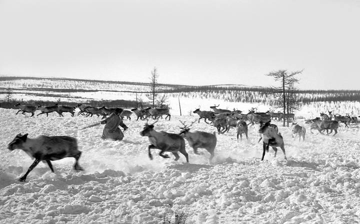Поймать оленя .