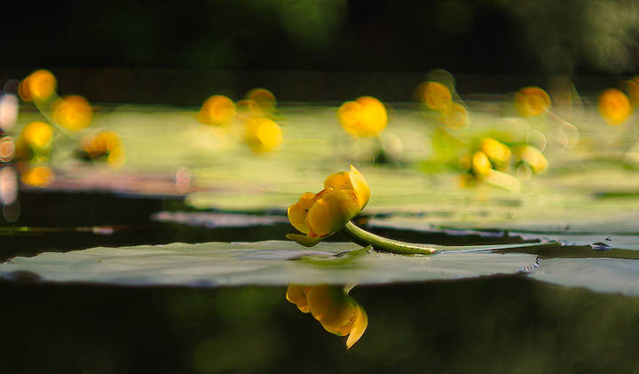 ***