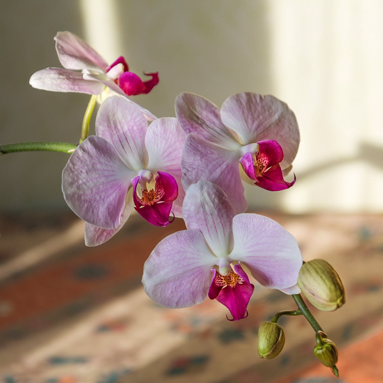Про орхидею и свет из окна