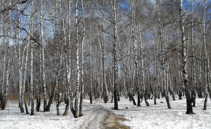 Берёзовая роща .