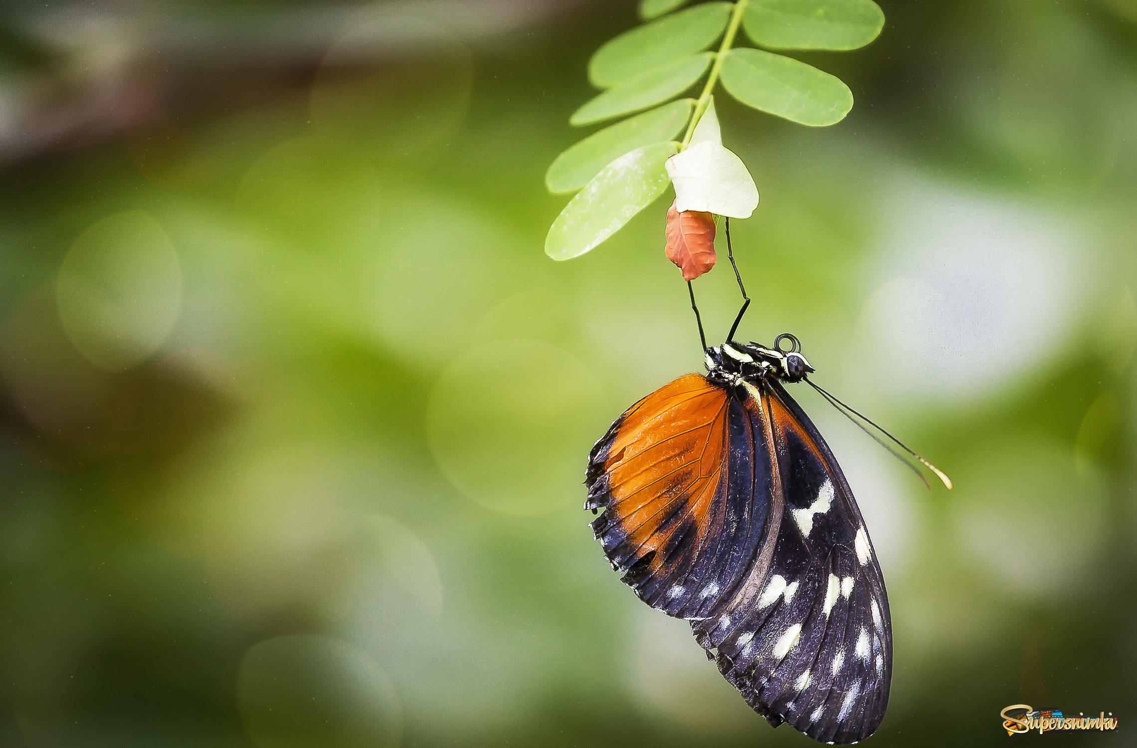 Парк бабочек в Куала-Лумпур, или красота – страшная сила!!!
