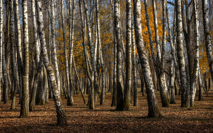 Осень