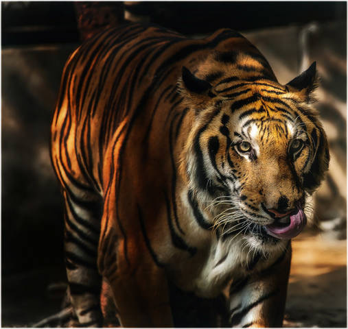 Кто следующий??? ZOO Сингапур.