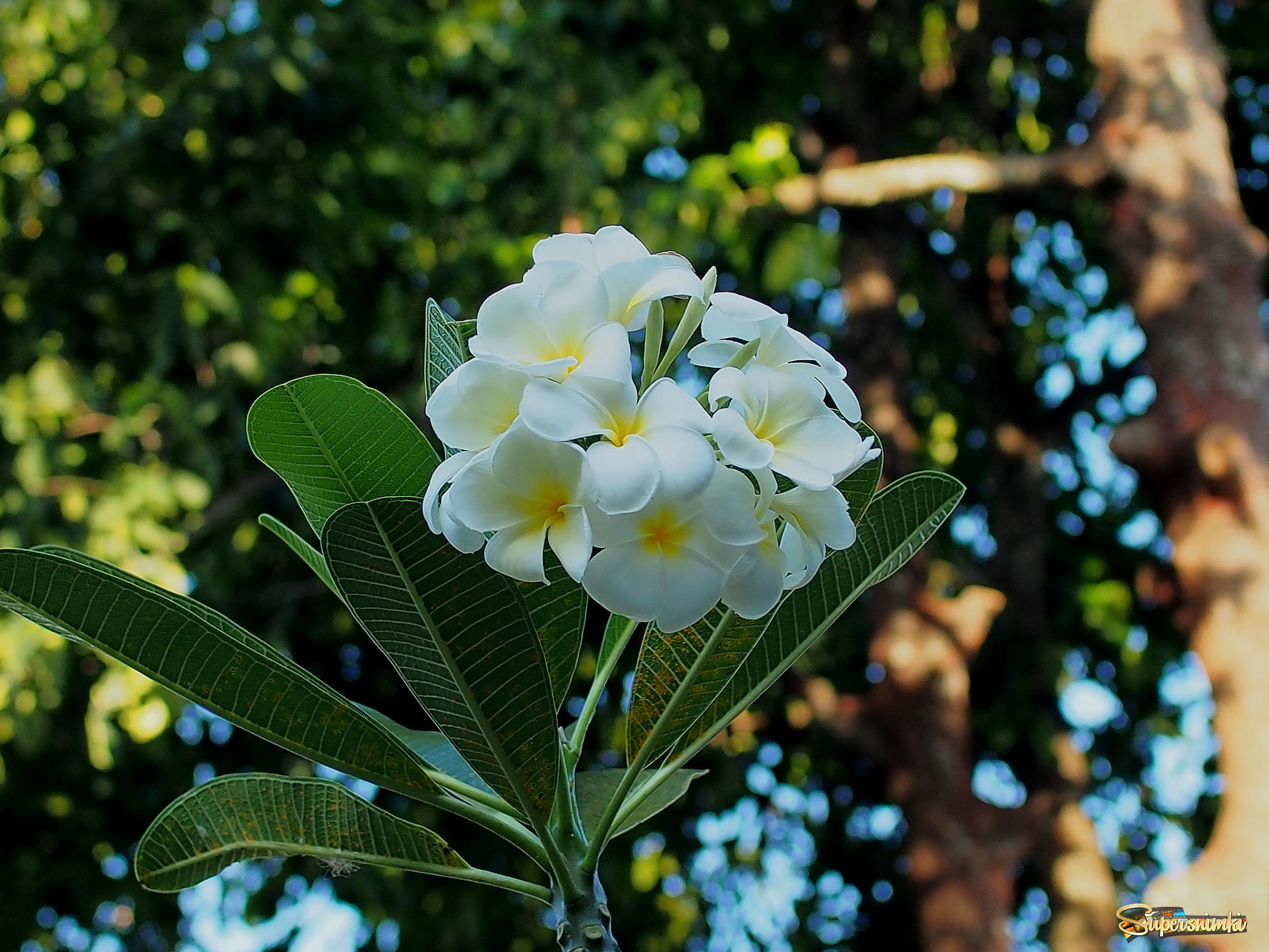 Цветы Лилавади