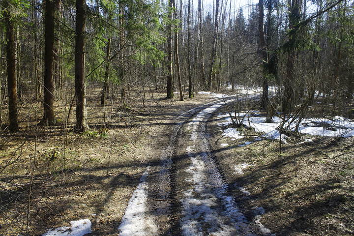 Весенний лес в Подмосковье