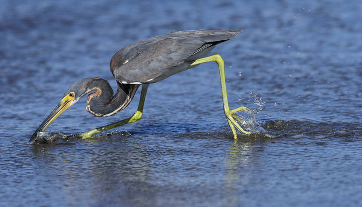 Tricolored heron
