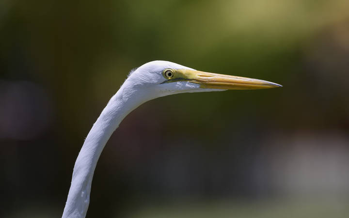 Great egret