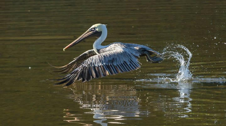 Шоу одного пеликана. One pelican show.