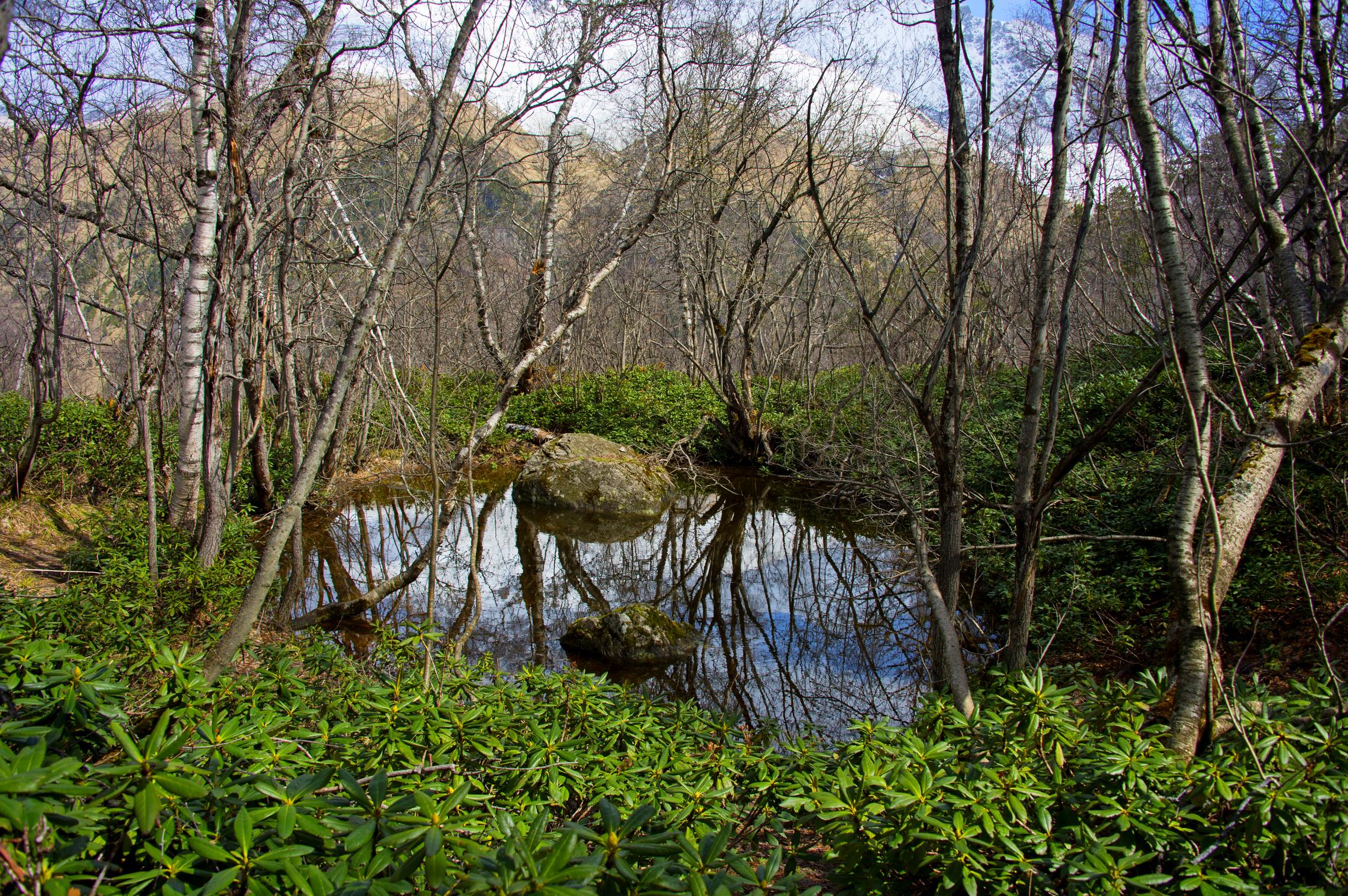 Озерцо в лесу.
