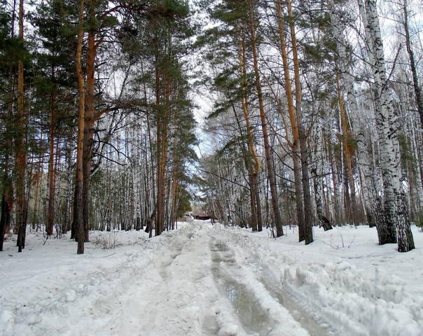 Лесными дорогами .