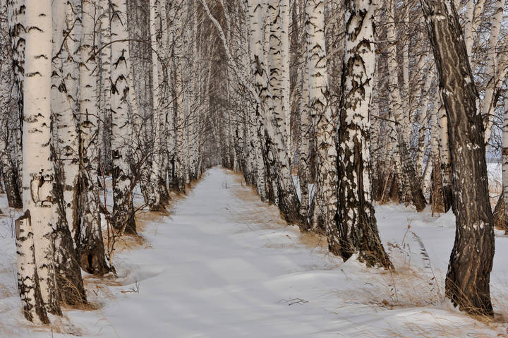 Аллея берёзок