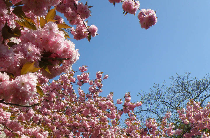 ****