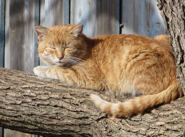 Мартовский кот