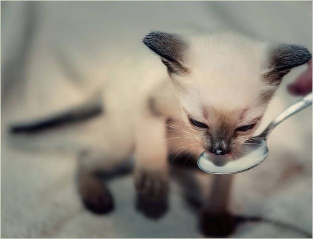 Моя котосемья...