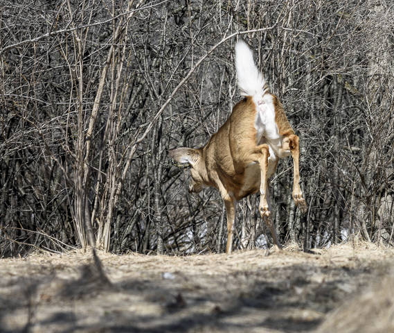 White Tailed Deer (female)