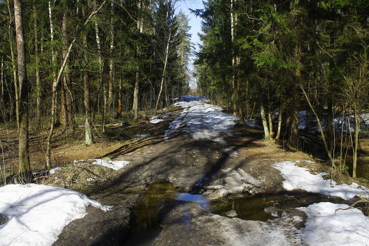Весенний лес в Подмосковье