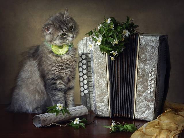 Весенний кошачий романс
