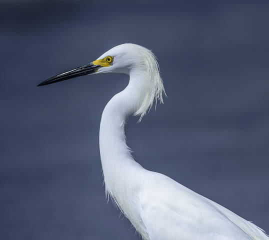 Snowy egret