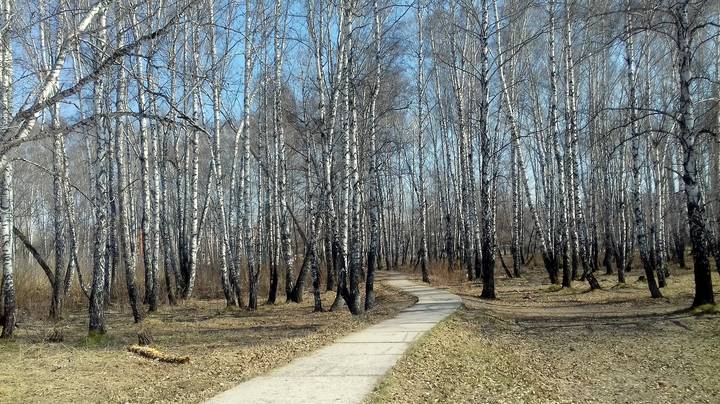 Берёзовая роща .