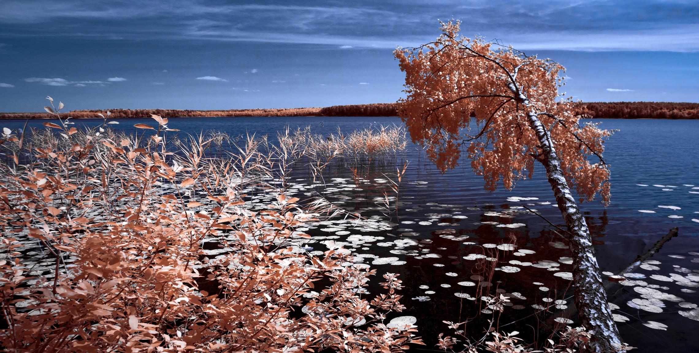 Из жизни лесного озера. Инфракрасная фотография. 