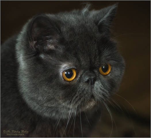 Бабос