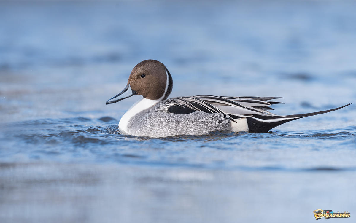 Northern pintail ~ (male in bridal plumage)