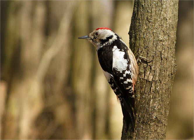 вертлявый