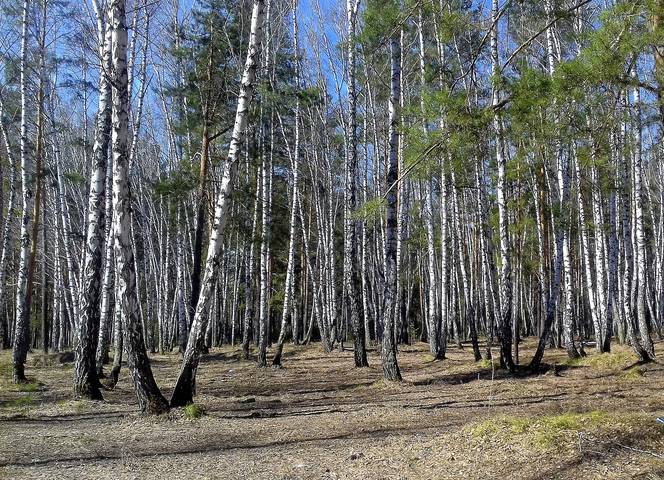 В лесу.