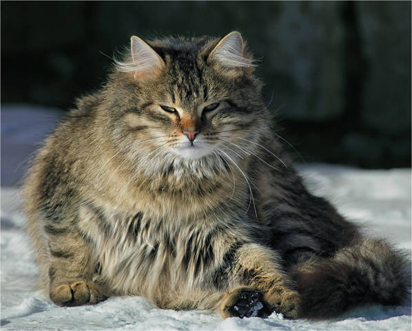 Мартовский
