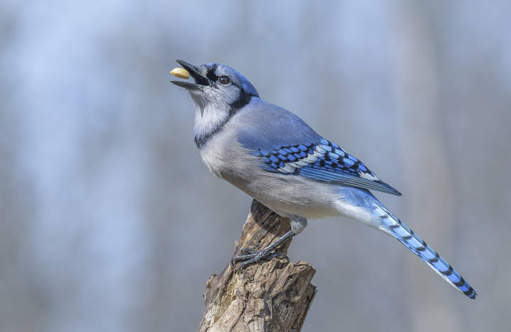 Blue Jay @ Spring