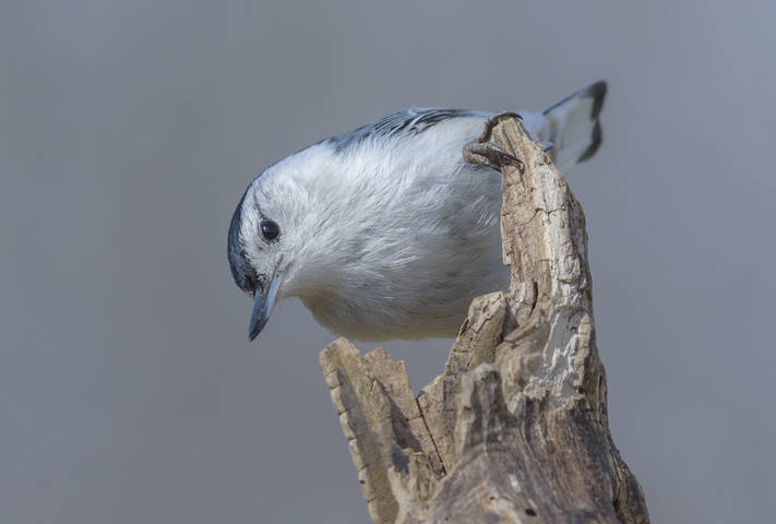 White-breasted Nuthatch