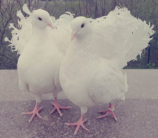 Love is...