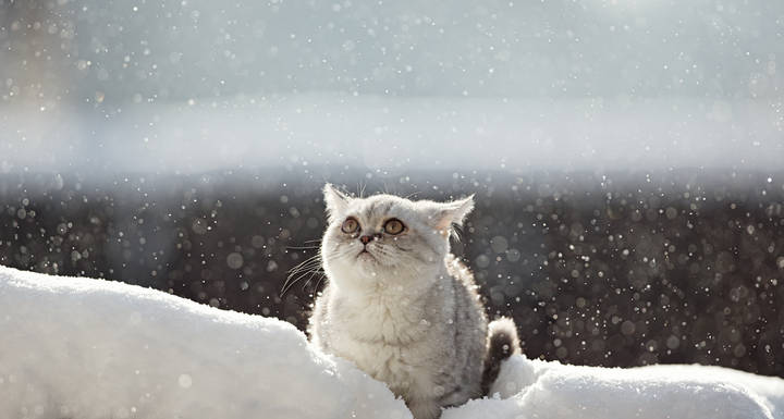 Емилия