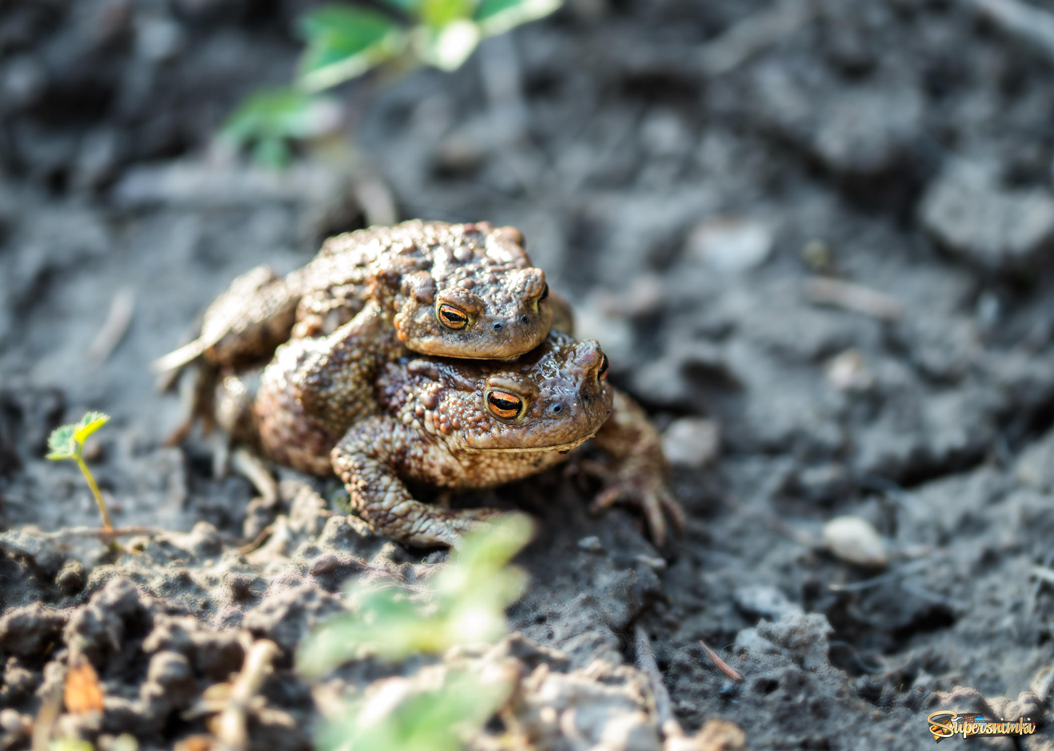 Апрель. Интимная жизнь жаб
