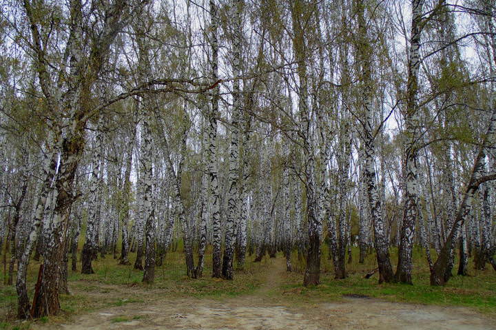 Весенняя  рапсодия. 