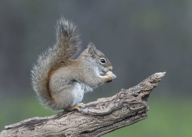 American red squirrel