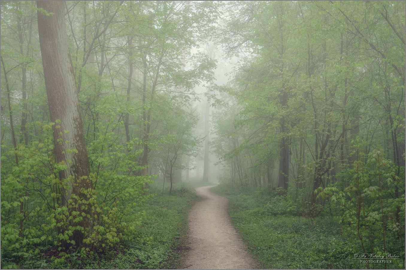Безмолвно лес стоял в тумане