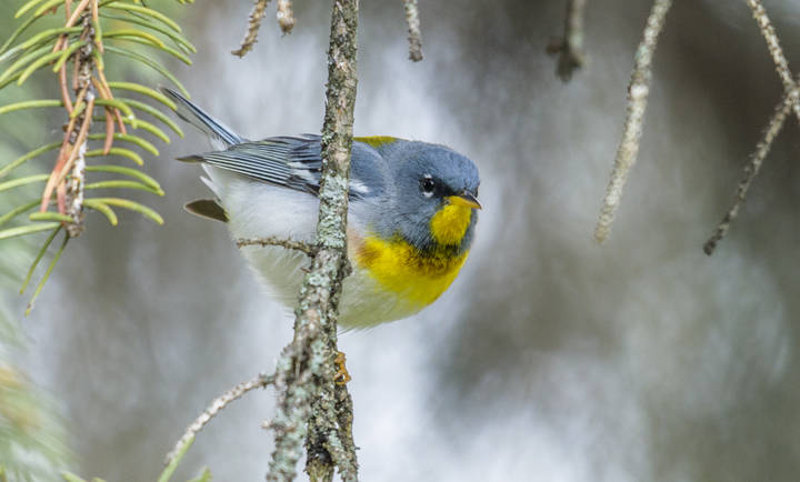 Northern Parula