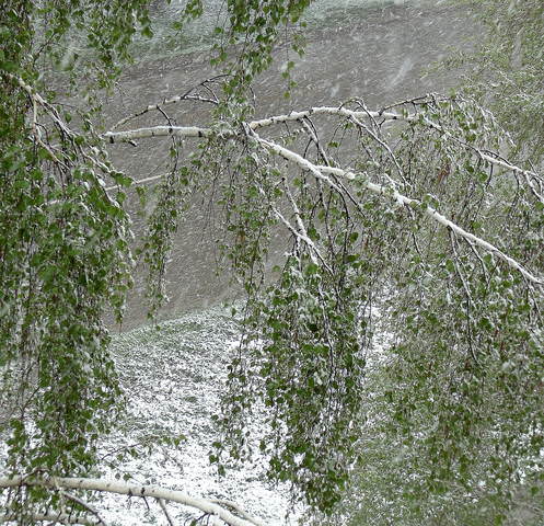 Белая берёза 