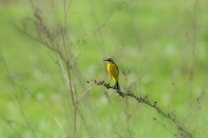  Motacilla flava