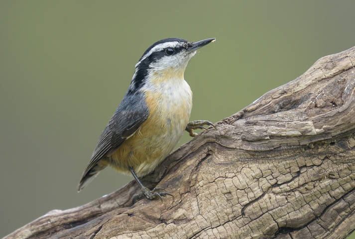 Red-breasted Nuthatch (Sitta canadensis)