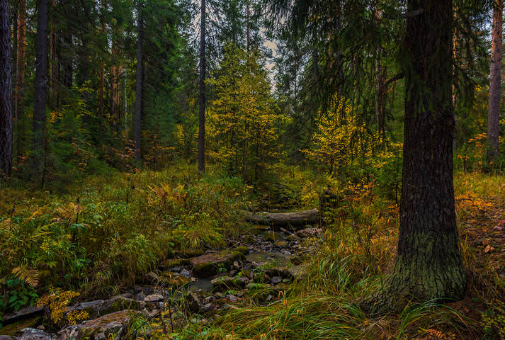 Осеннее разноцветье