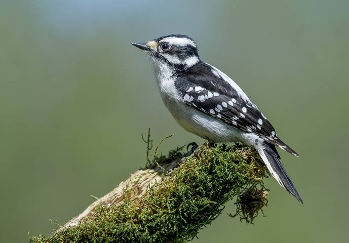 Downy Woodpecker  ♀
