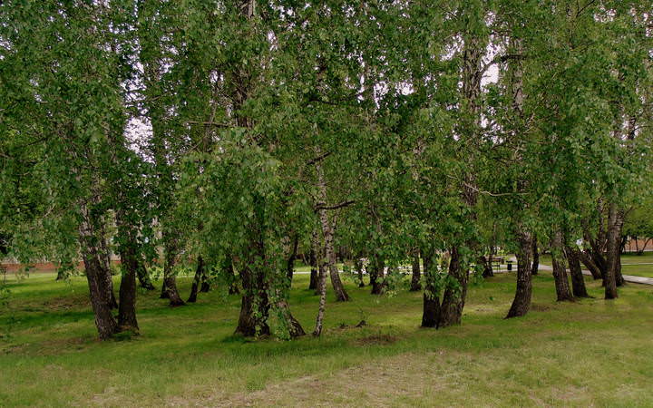 Берёзовая роща . Лето.