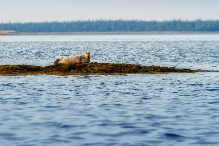 Морской заяц
