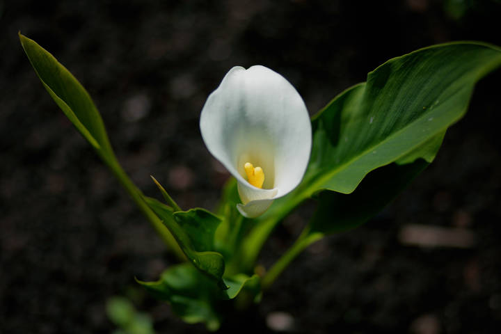 Калла