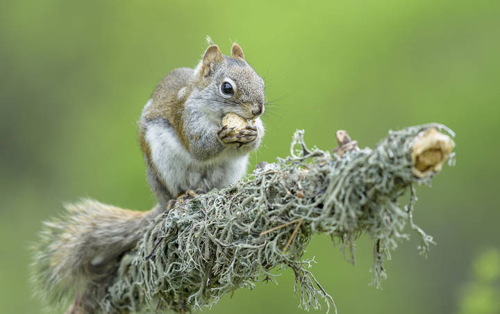 American red squirrel