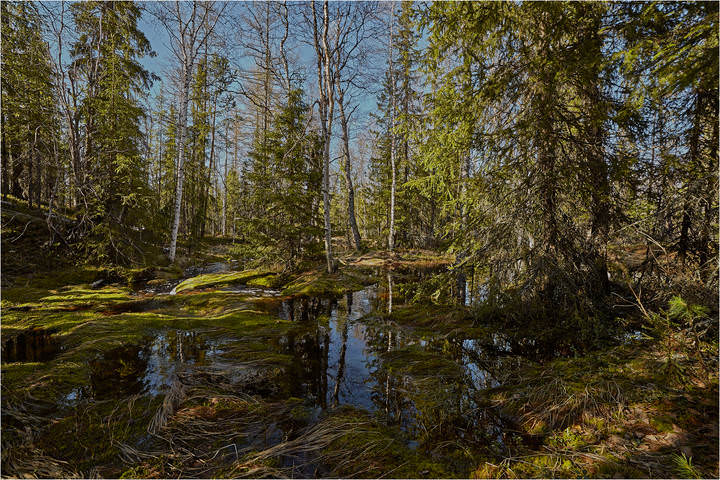 В весеннем лесу
