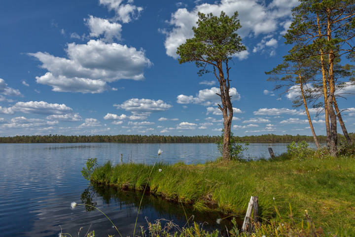 Лесное озеро